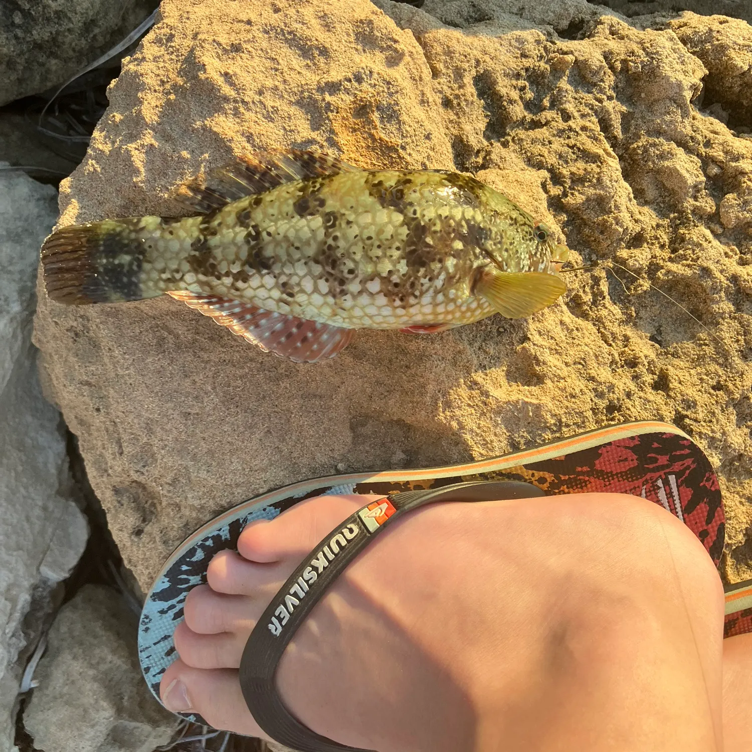 The most popular recent Malabar grouper catch on Fishbrain