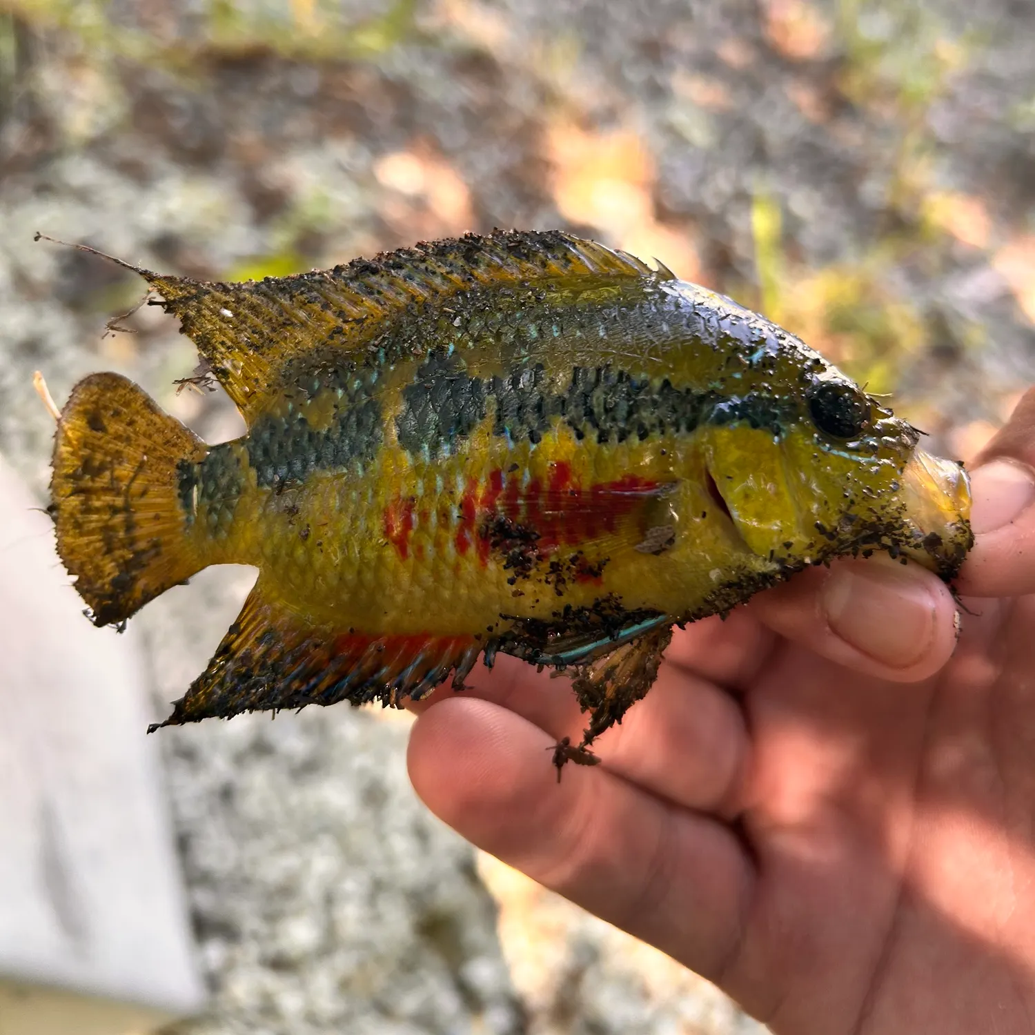 The most recent Salvin's cichlid catches on Fishbrain