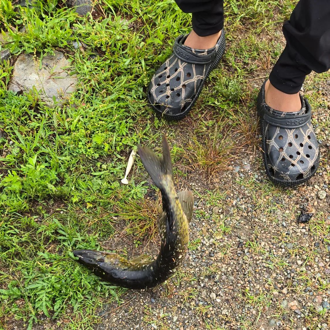The most recent Grass pickerel catches on Fishbrain