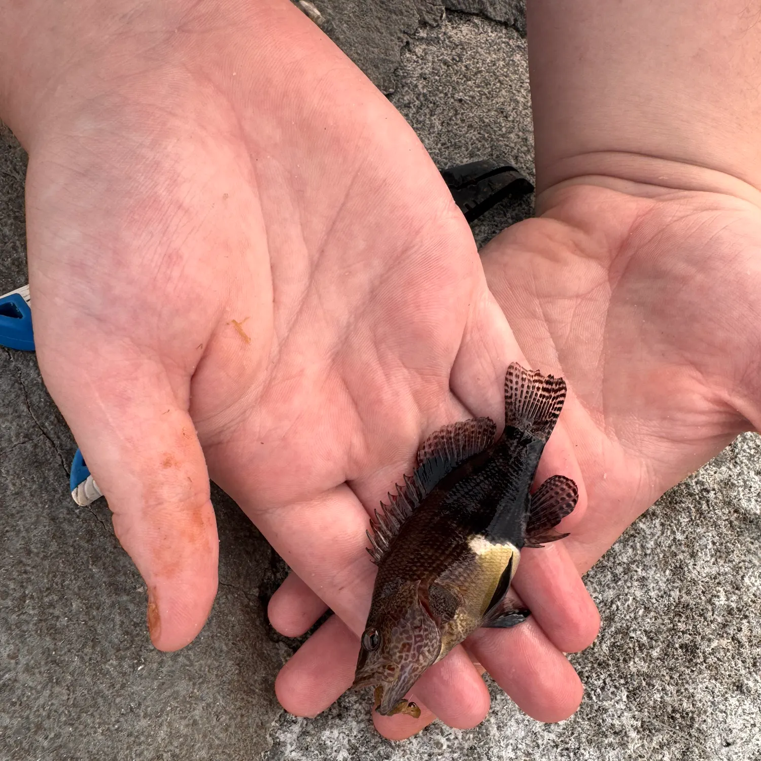 The most recent Belted sandfish catches on Fishbrain