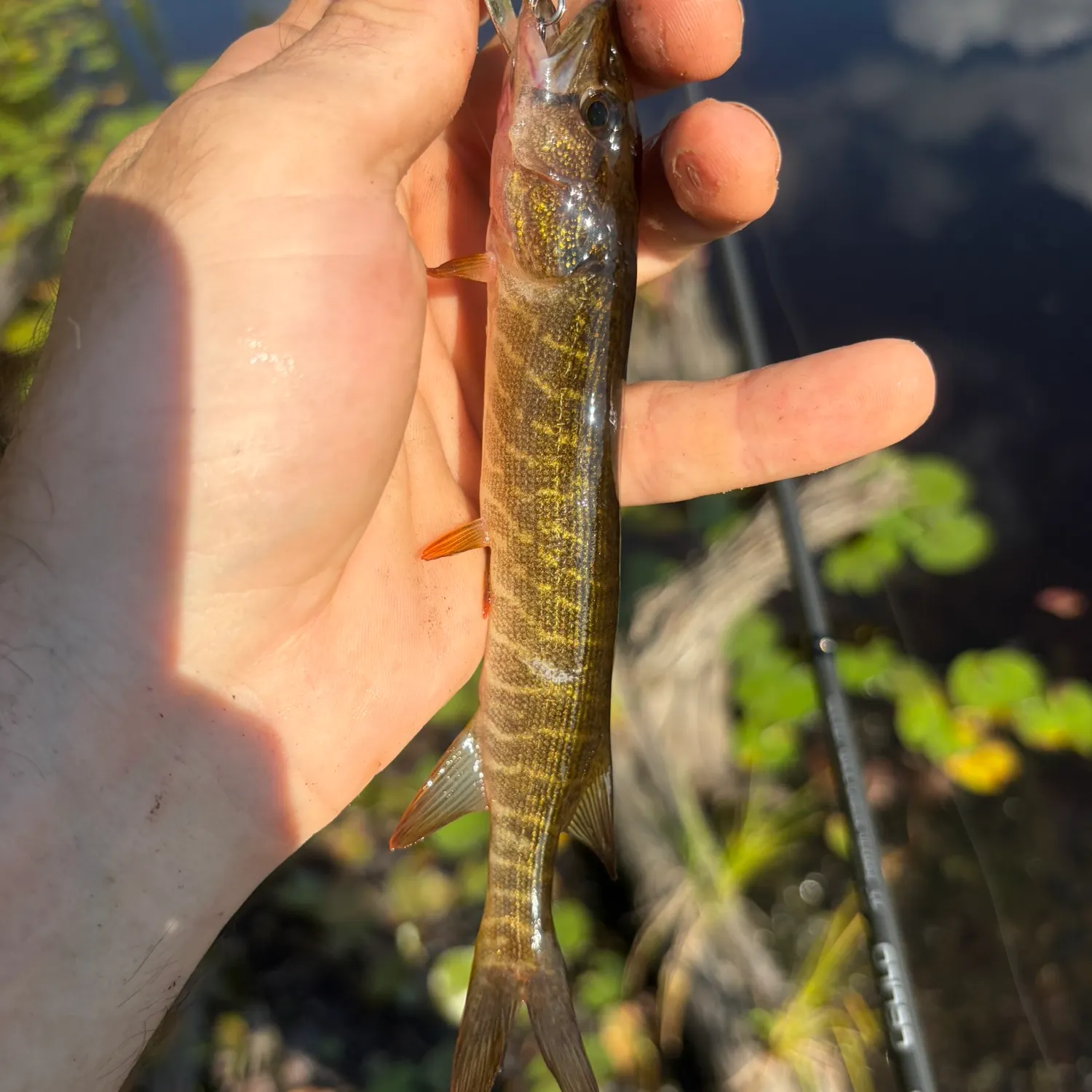 The most recent Redfin pickerel catches on Fishbrain