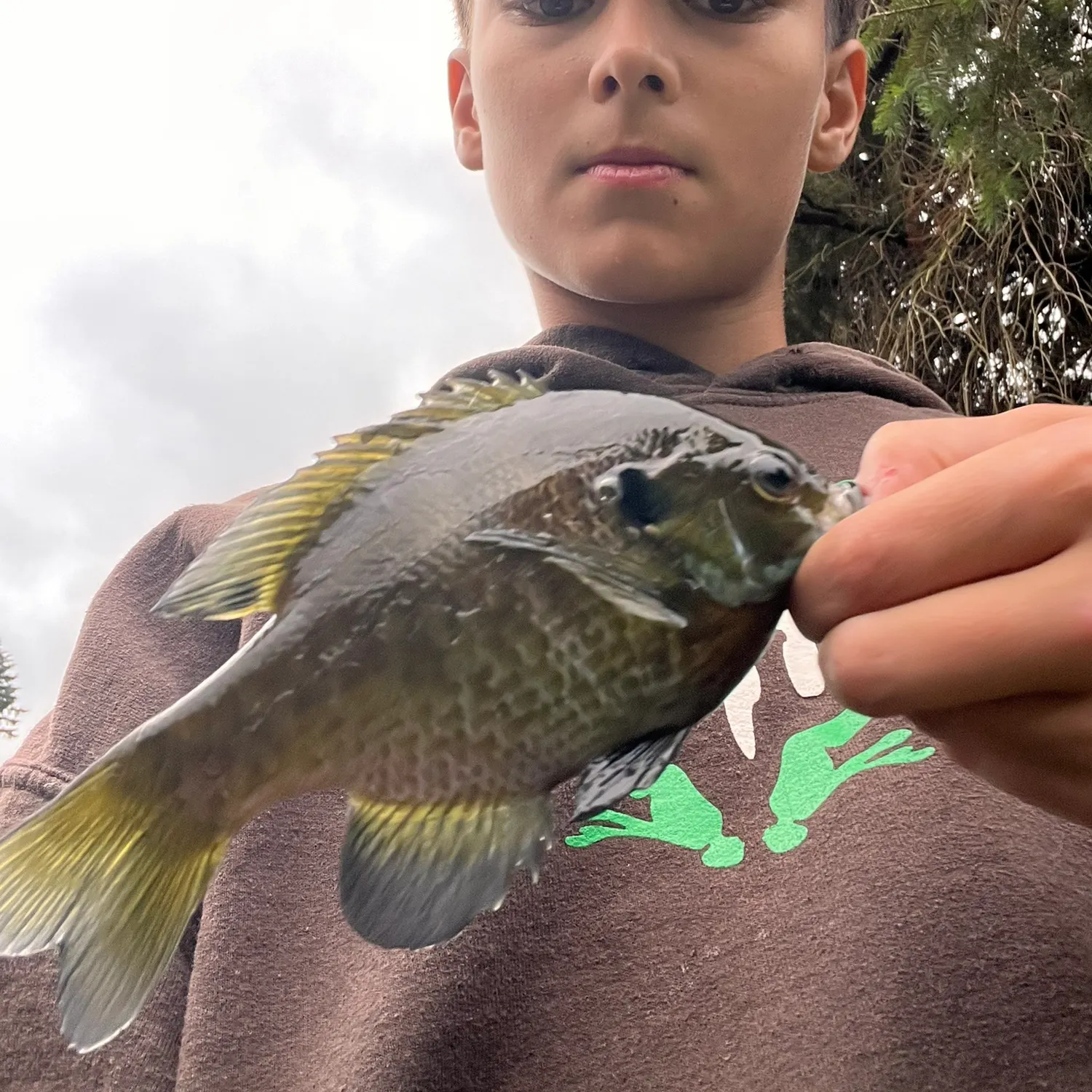 Bluegill caught on Fishbrain