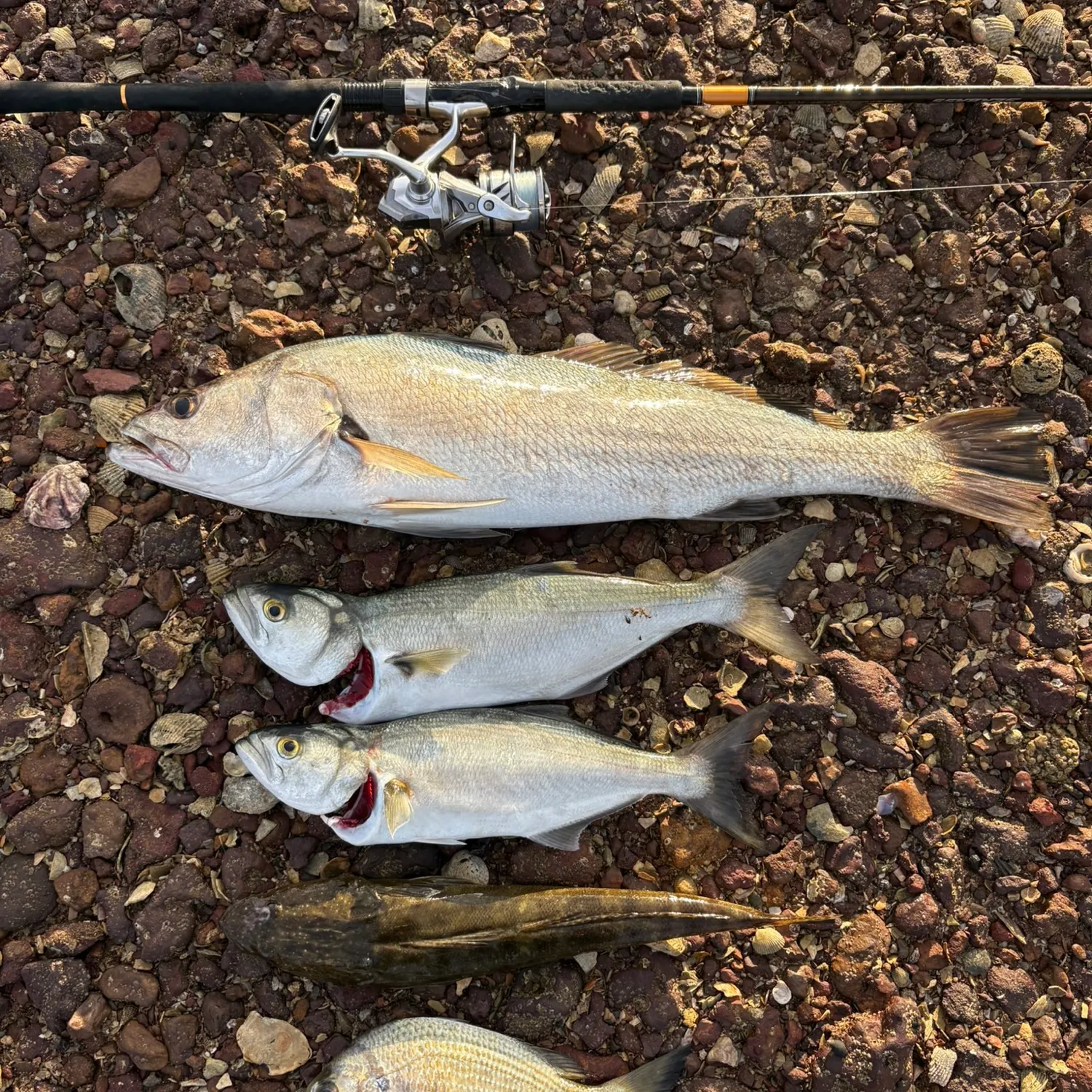 Japanese meagre caught on Fishbrain