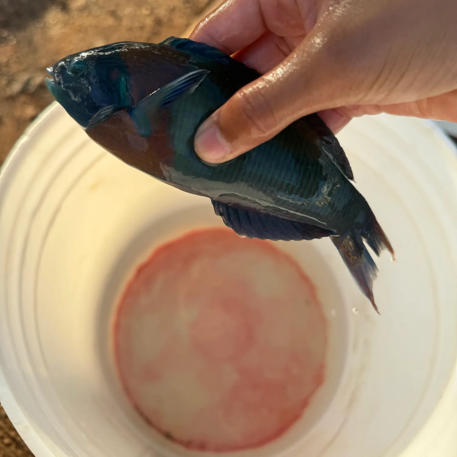 The most recent Saddle wrasse catches on Fishbrain
