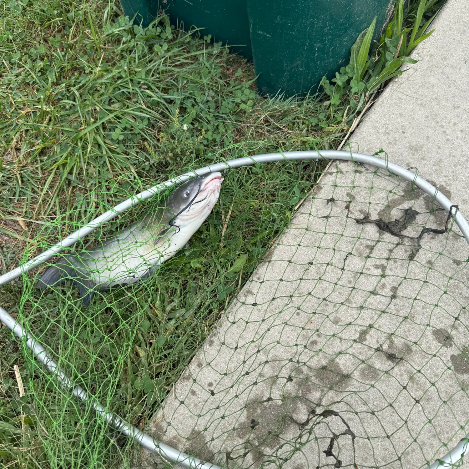 The most recent Channel catfish catches on Fishbrain