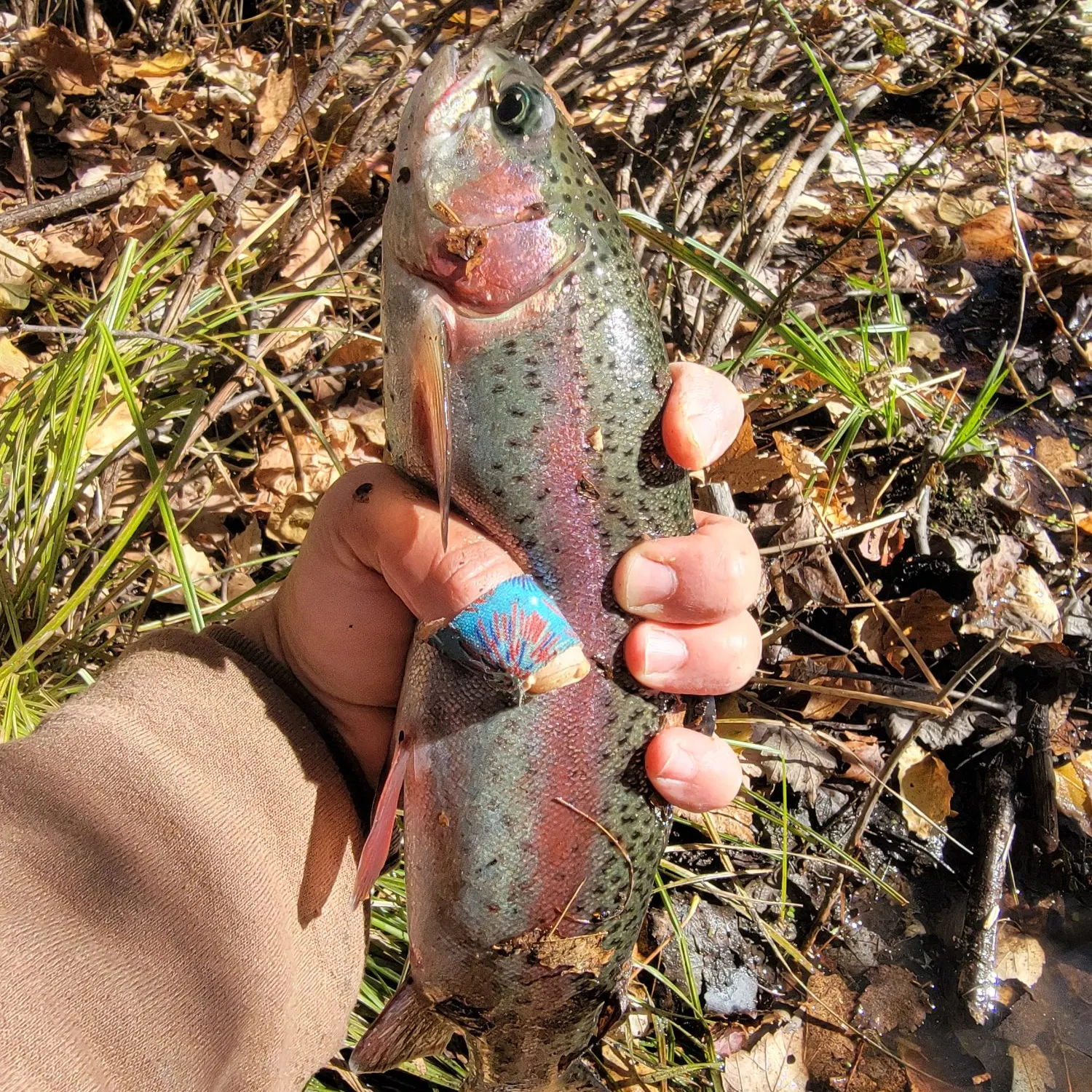 Rainbow trout caught on Fishbrain