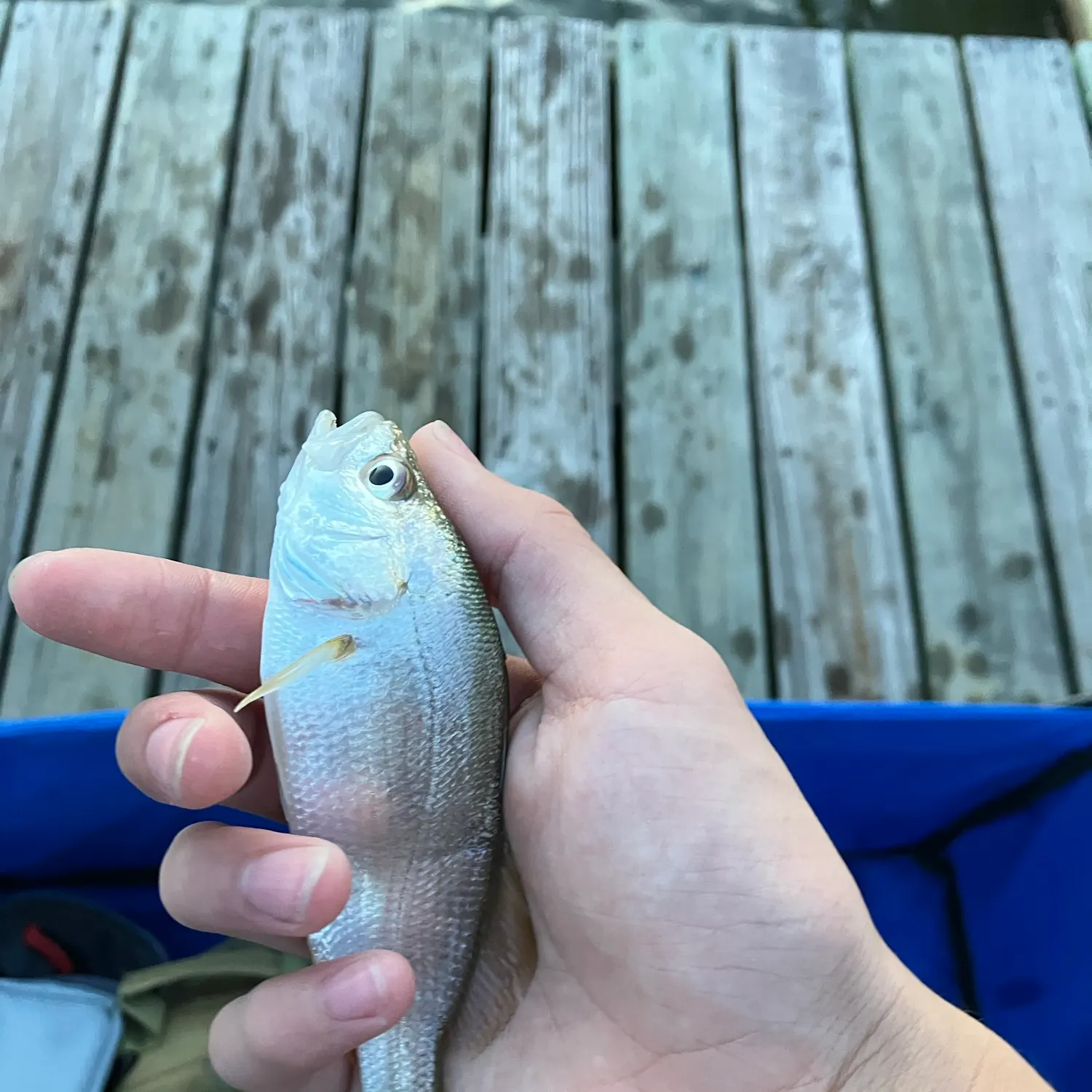 Atlantic croaker caught on Fishbrain