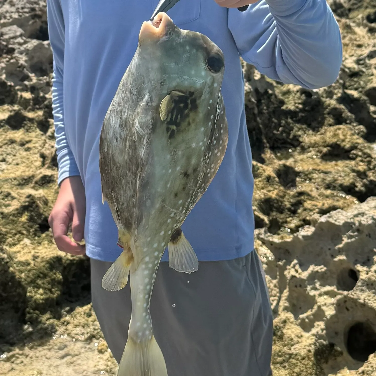 The most popular recent Spotted trunkfish catch on Fishbrain