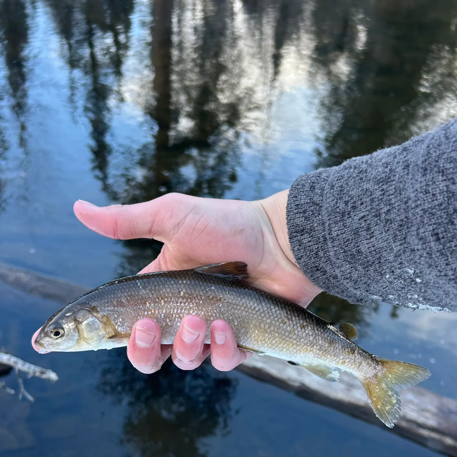 The most recent Mountain whitefish catches on Fishbrain