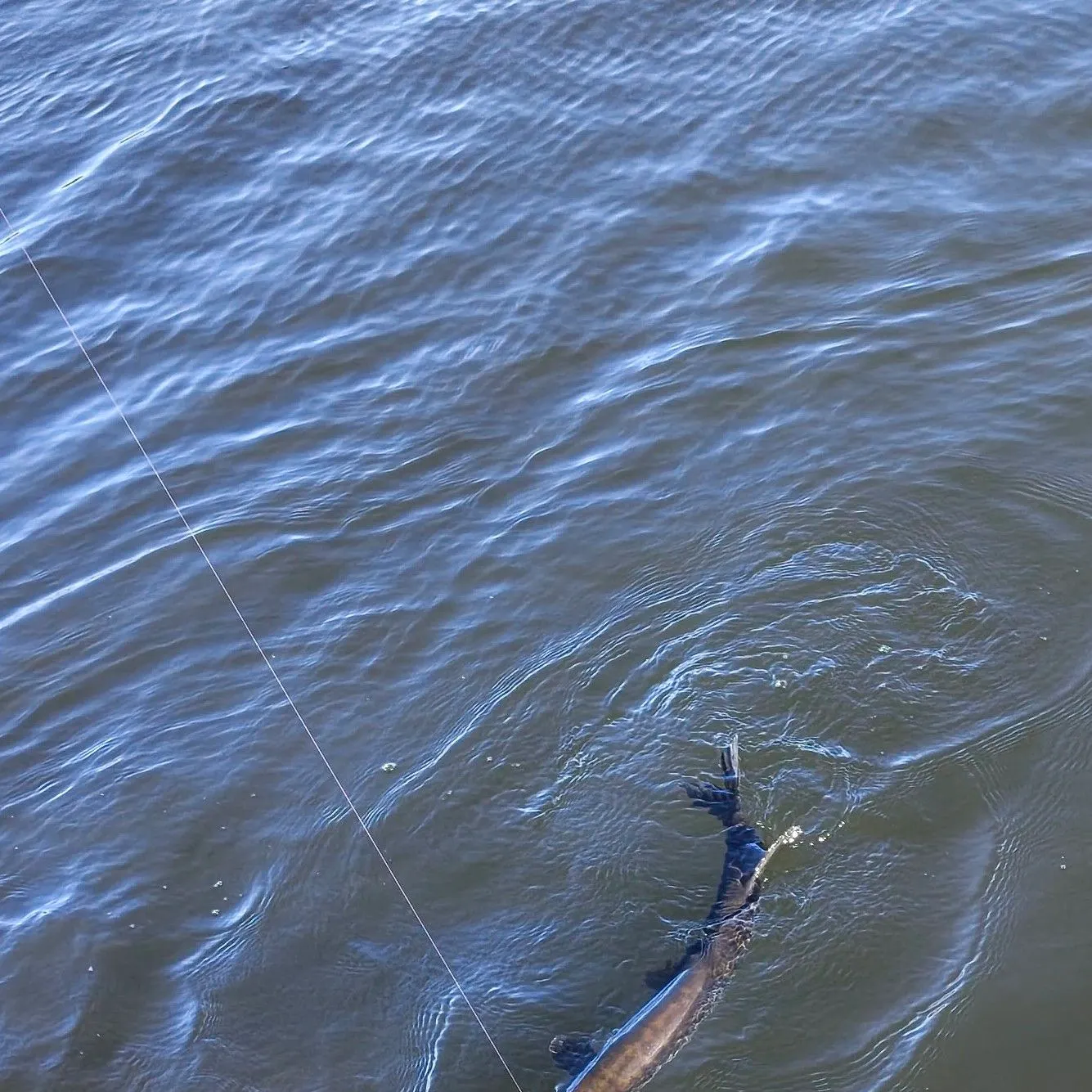 Northern pike caught on Fishbrain