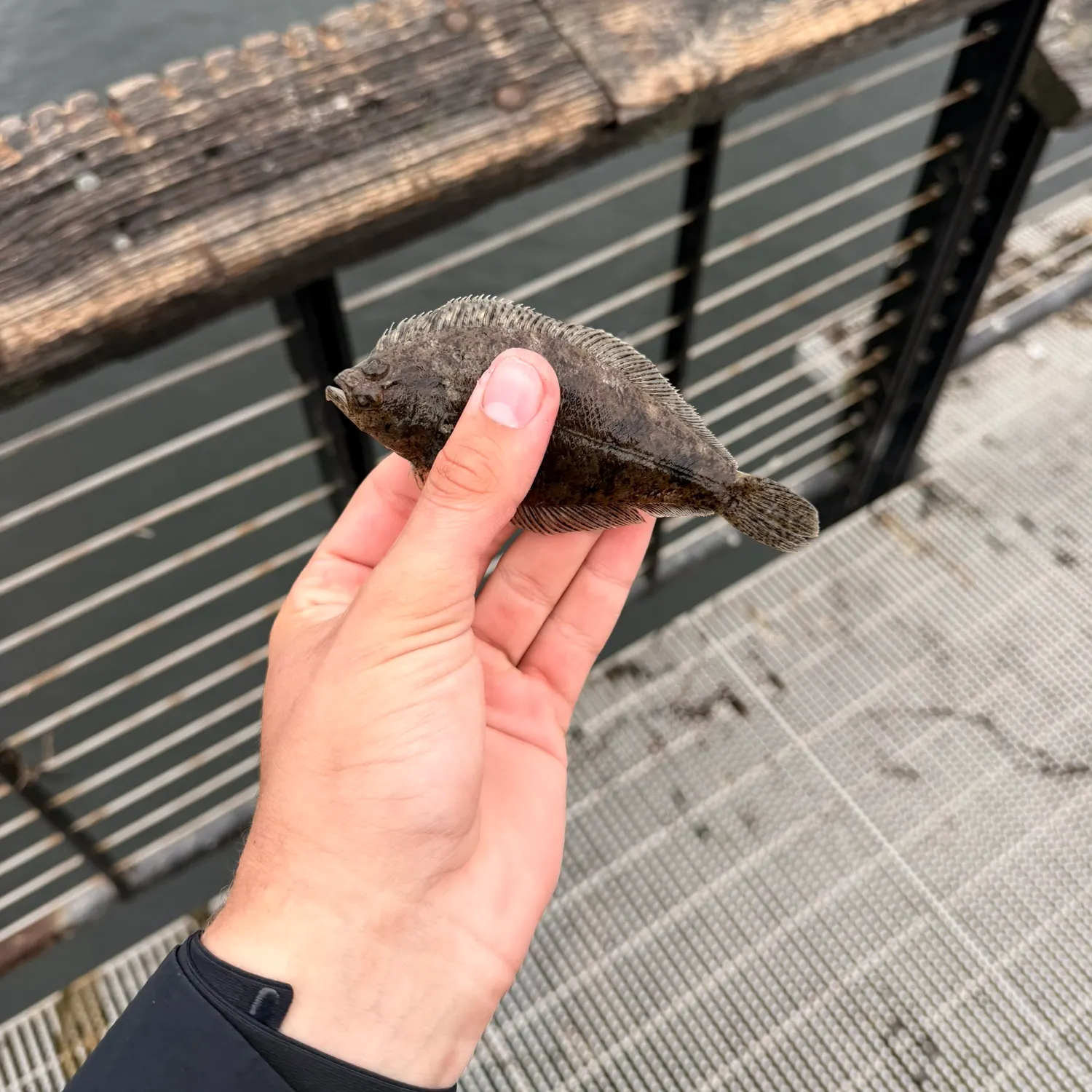 The most recent Northern rock sole catches on Fishbrain