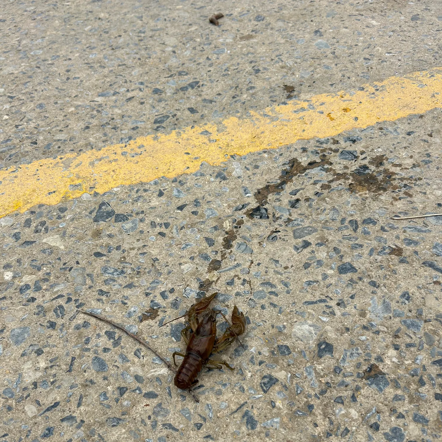 The most recent Variable crayfish catches on Fishbrain