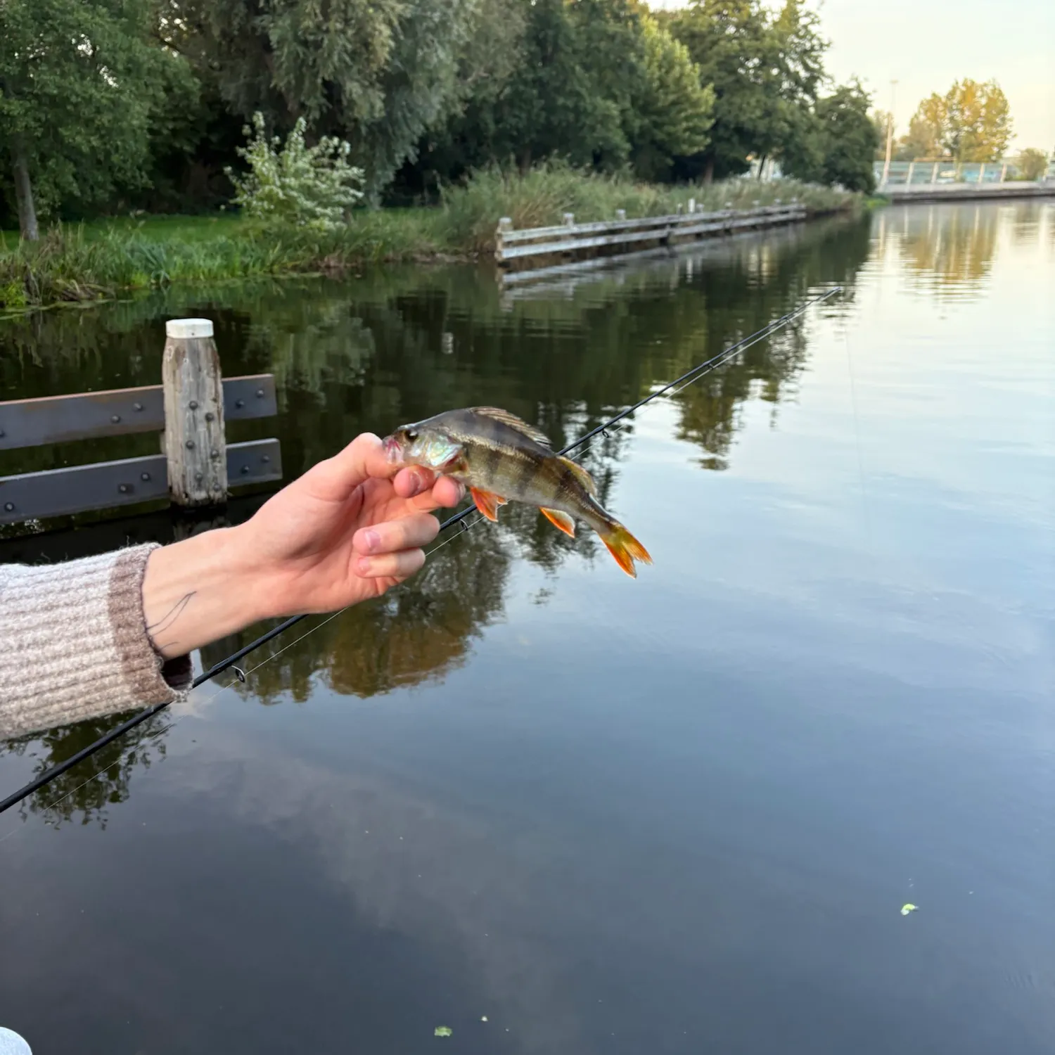 European perch caught on Fishbrain