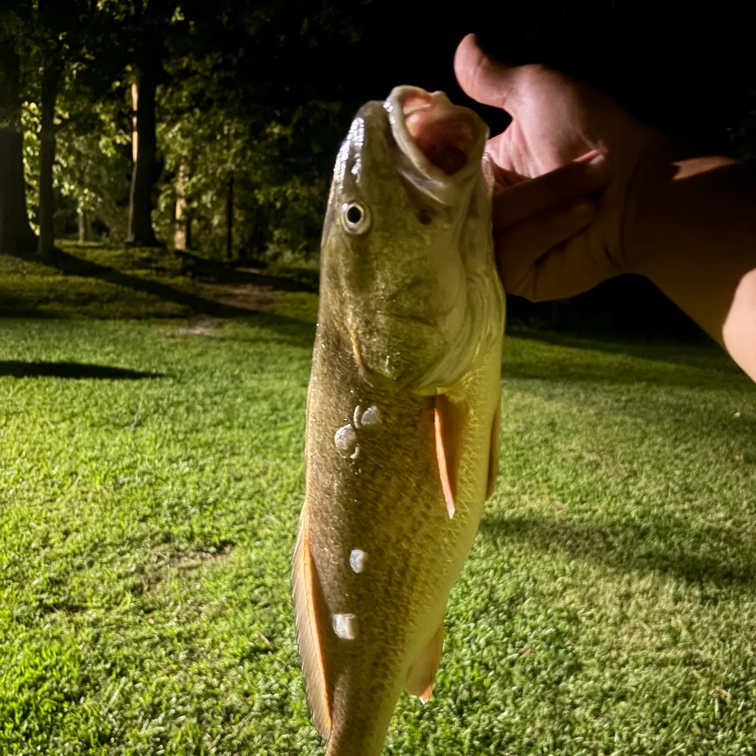 Red drum caught on Fishbrain