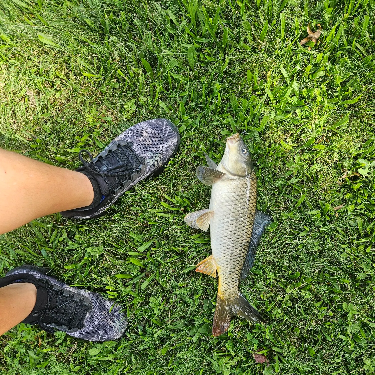 Fish caught on Fishbrain