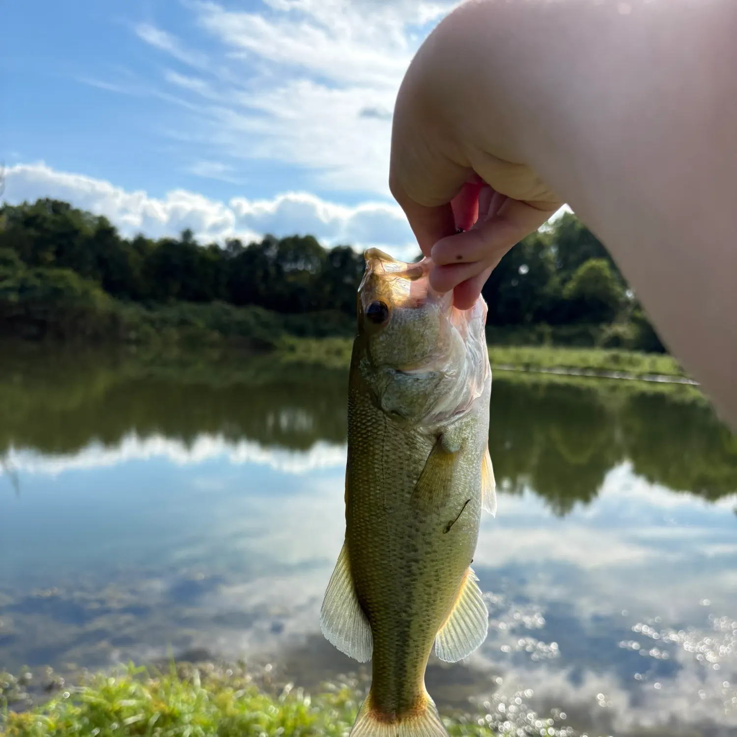 Largemouth bass caught on Fishbrain