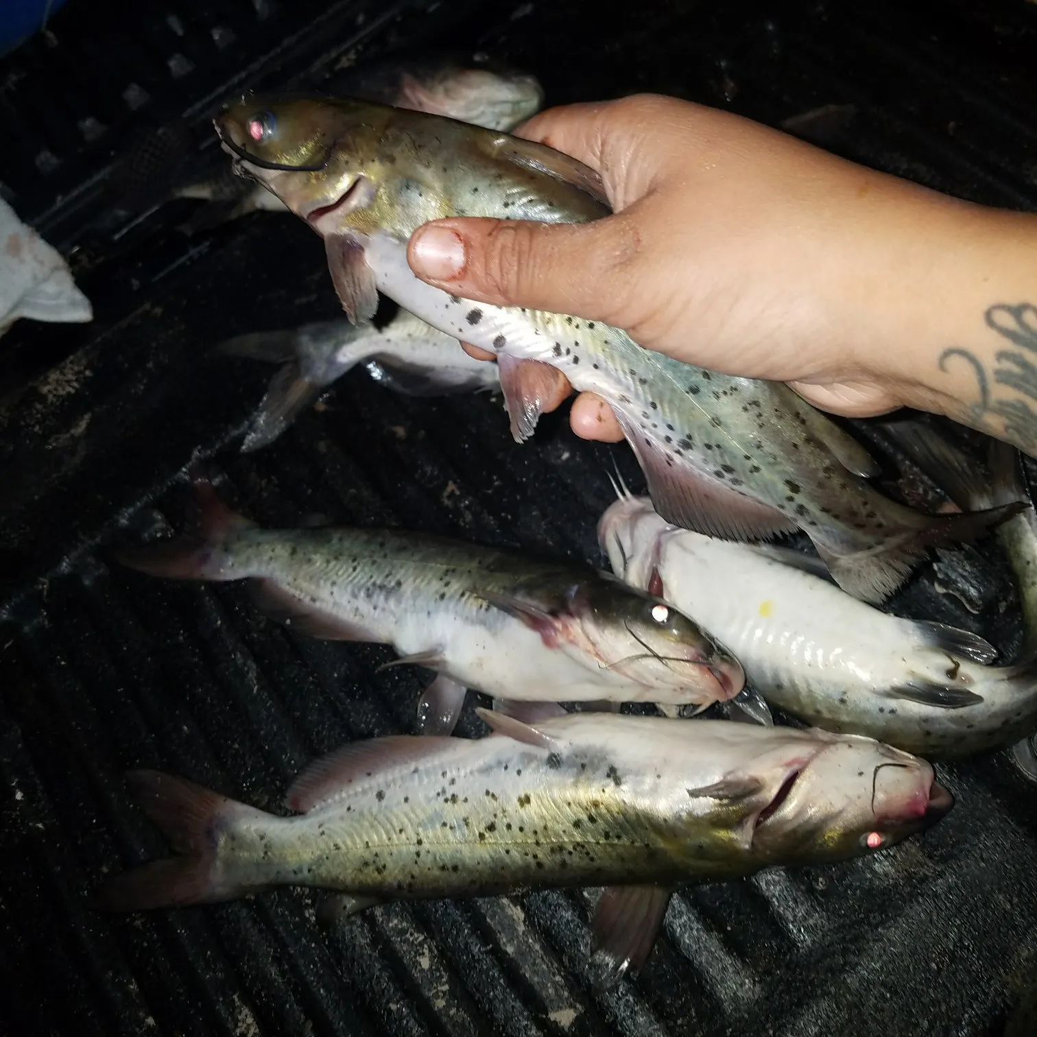 recently logged catches