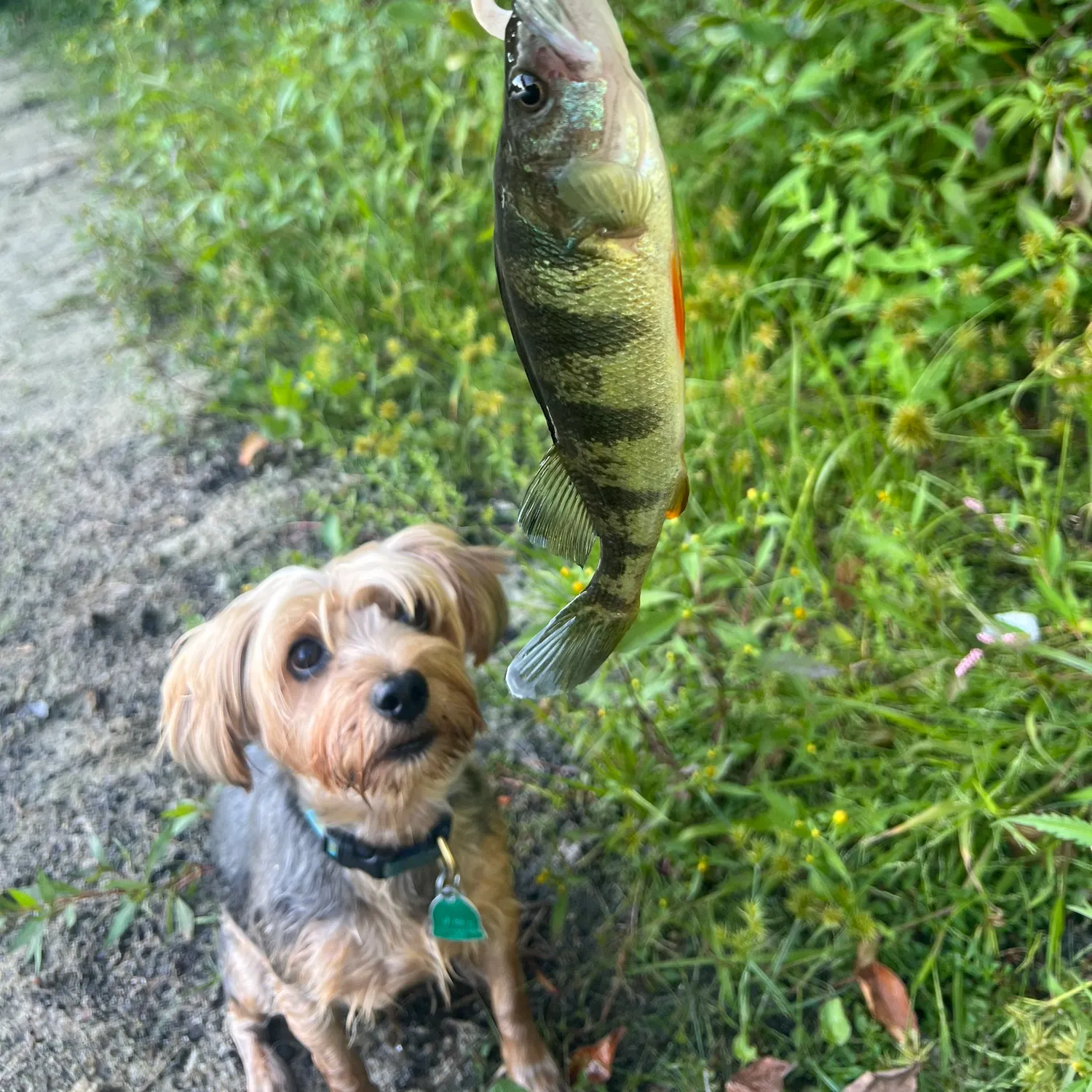 Yellow perch caught on Fishbrain