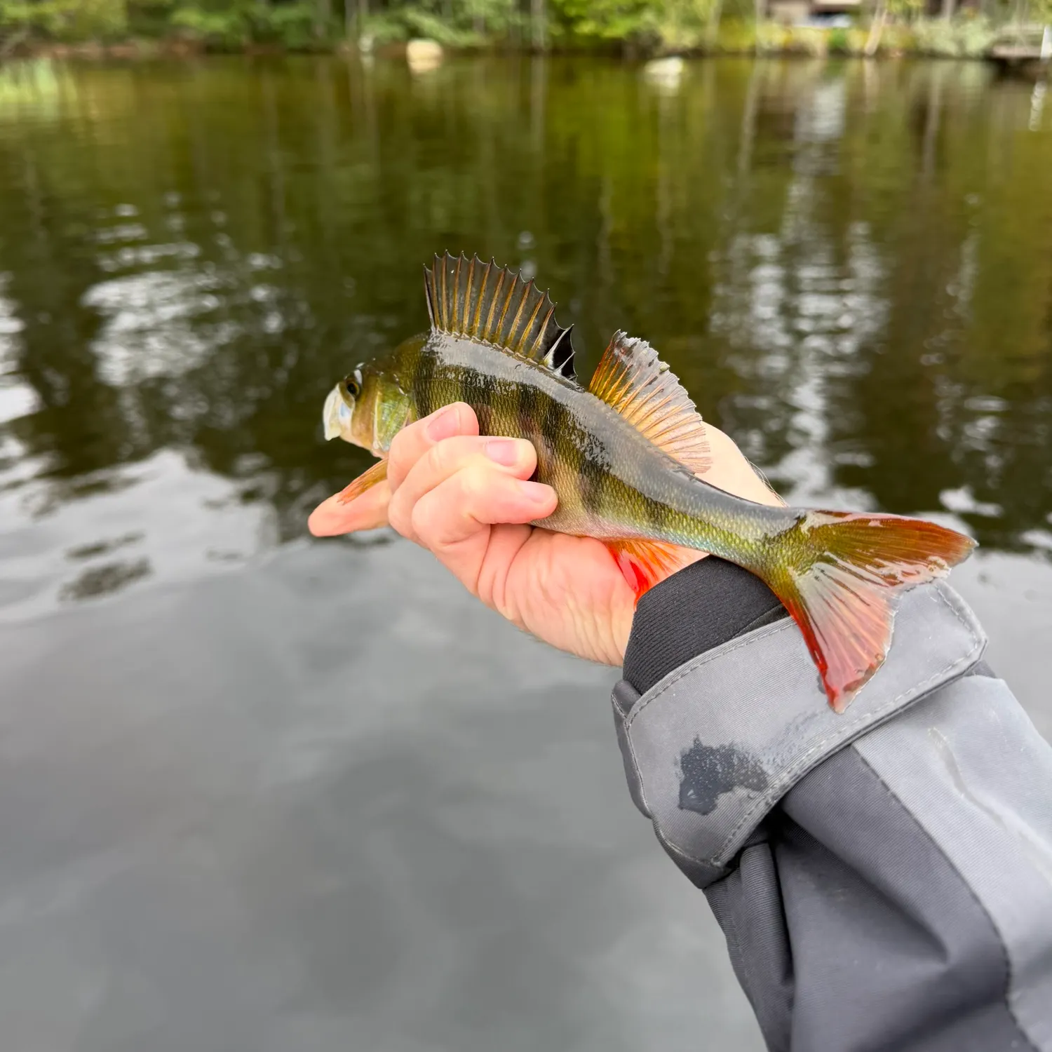 European perch caught on Fishbrain
