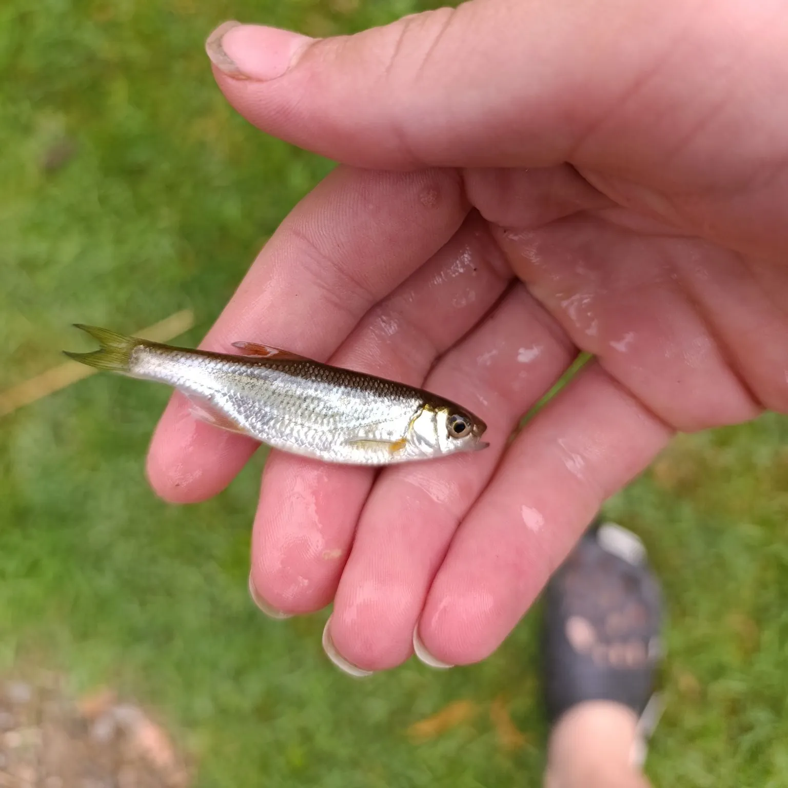 Spirlin caught on Fishbrain
