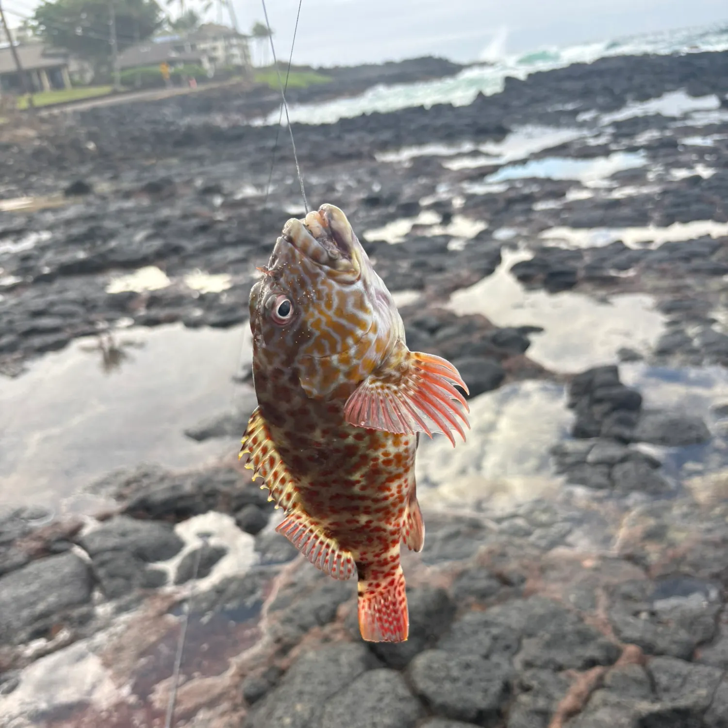 The most recent Stocky hawkfish catches on Fishbrain