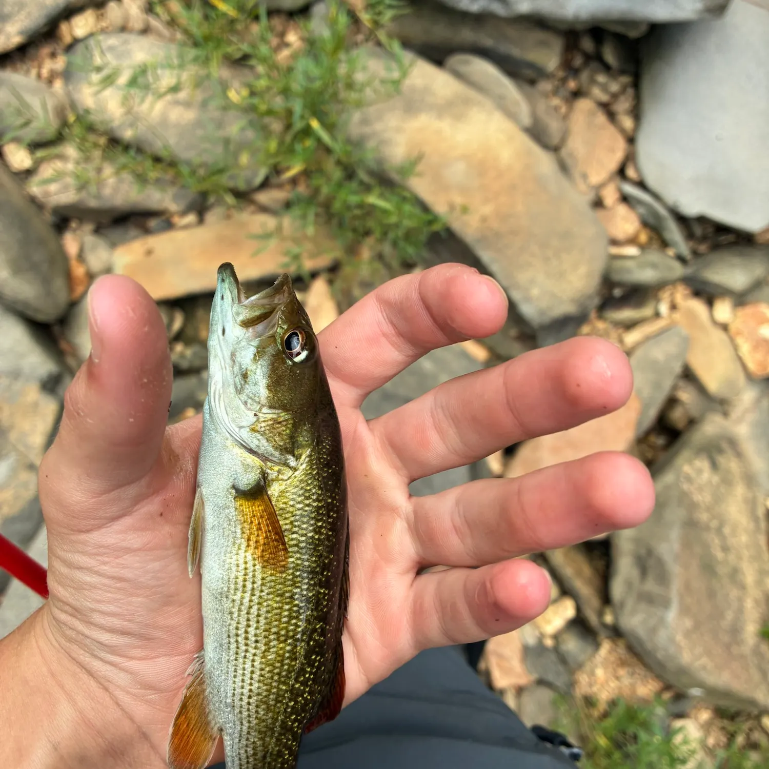 The most recent Chattahoochee bass catches on Fishbrain