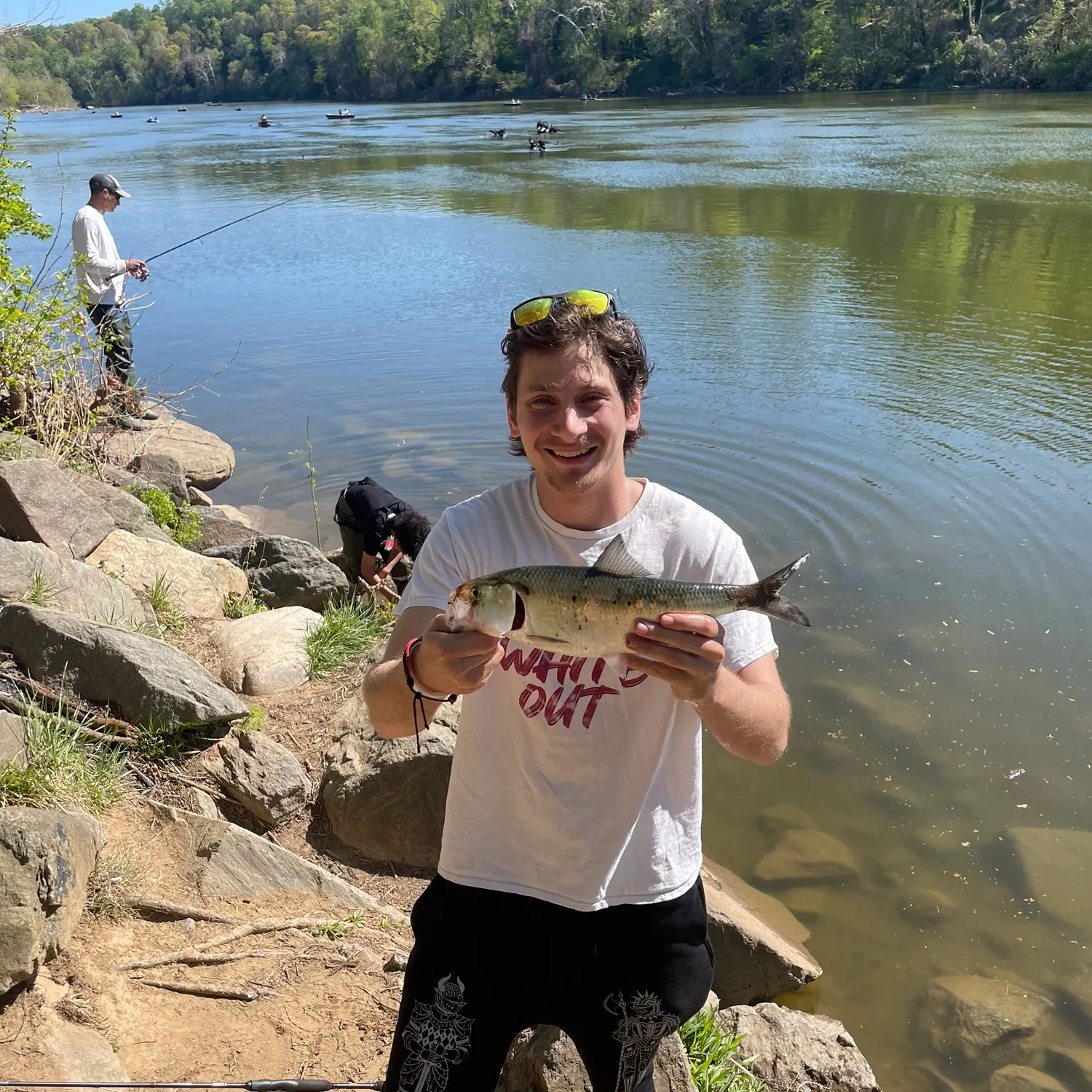The most recent American shad catches on Fishbrain