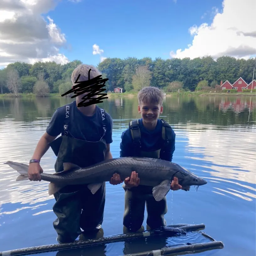 The most recent Siberian sturgeon catches on Fishbrain