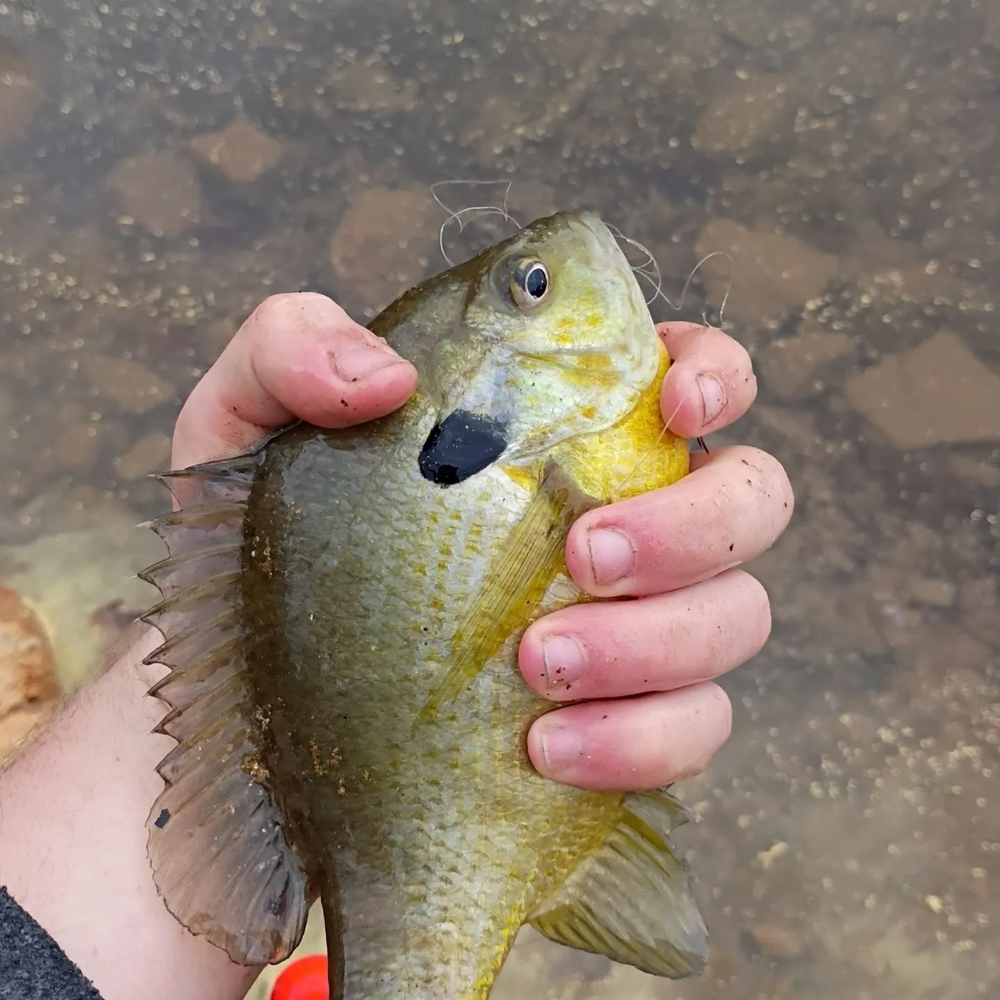 The most recent Redear x bluegill catches on Fishbrain
