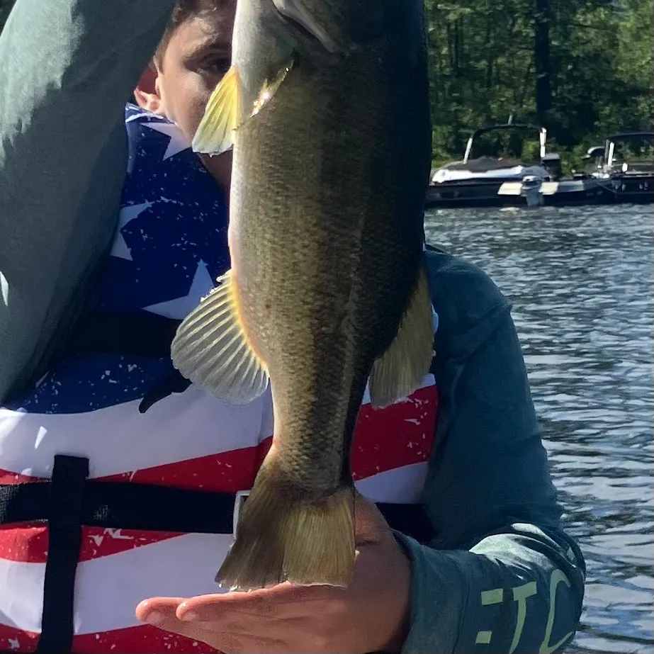Largemouth bass caught on Fishbrain