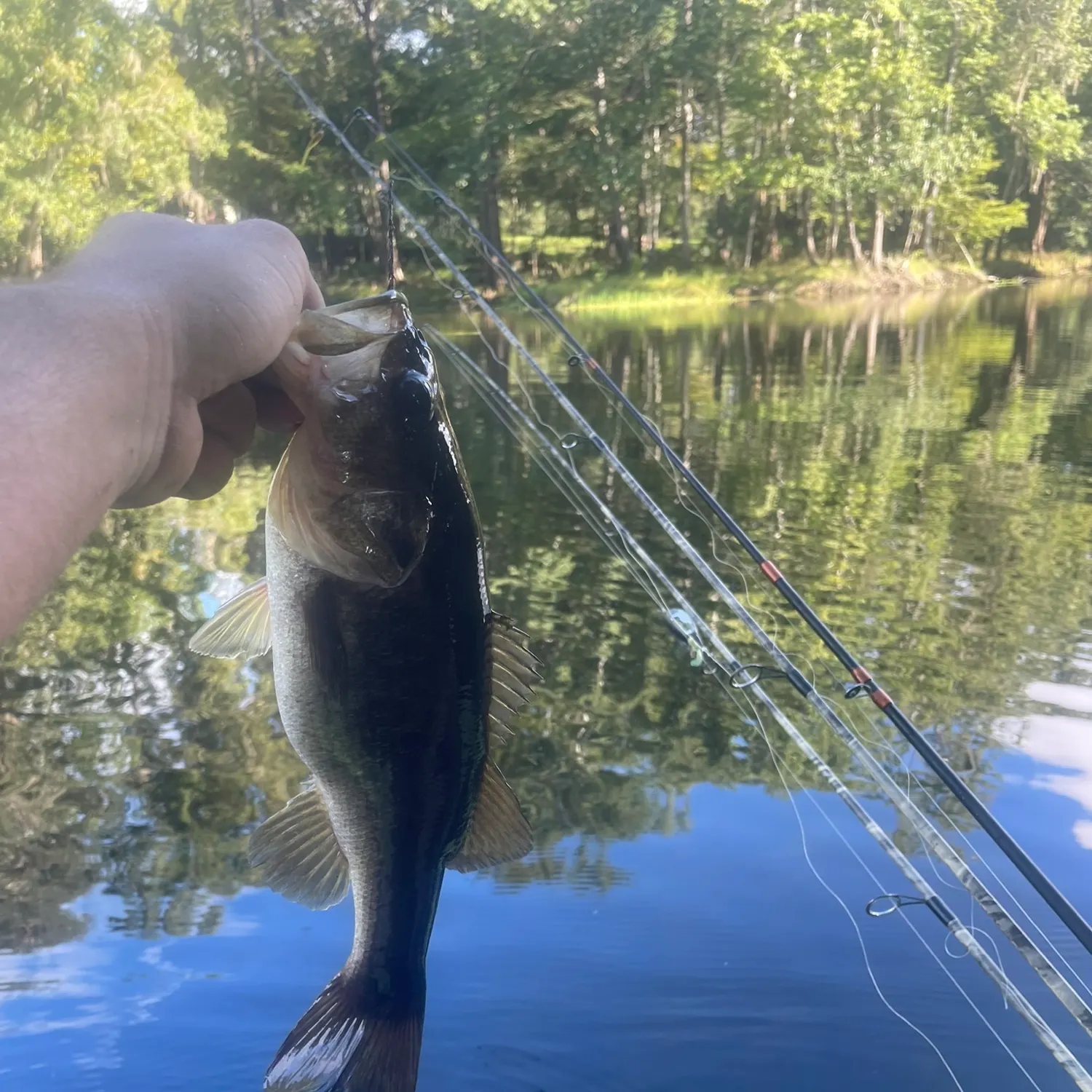 Largemouth bass caught on Fishbrain