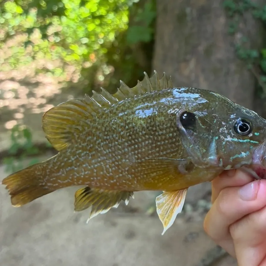 Green sunfish caught on Fishbrain