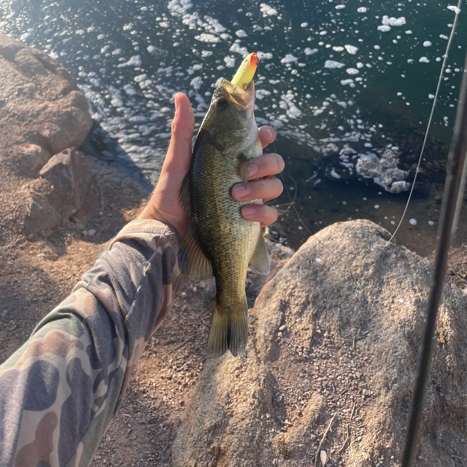 Largemouth bass caught on Fishbrain