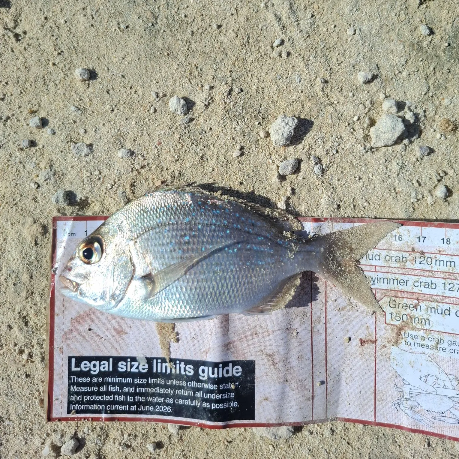 Australasian snapper caught on Fishbrain