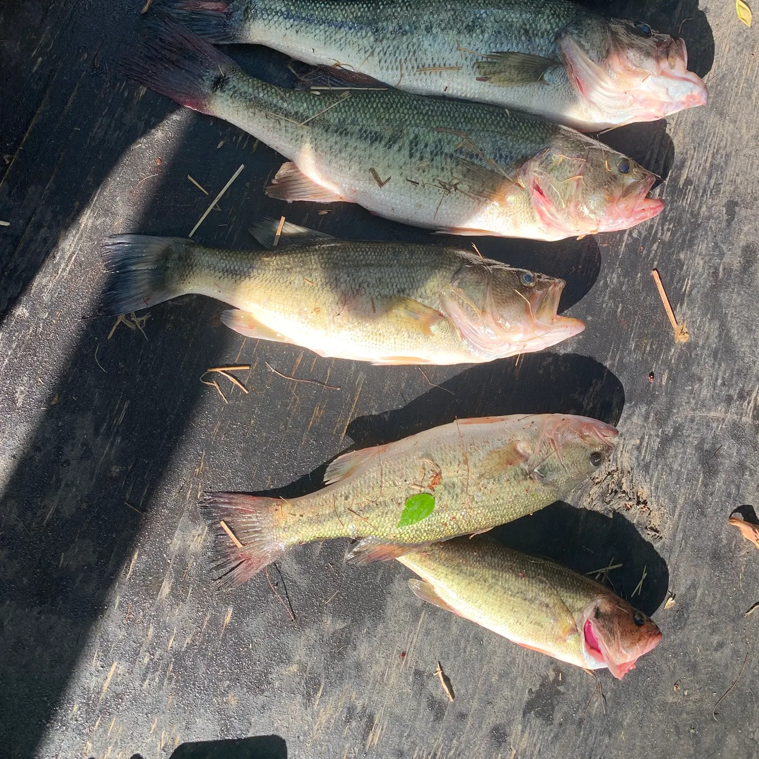 recently logged catches