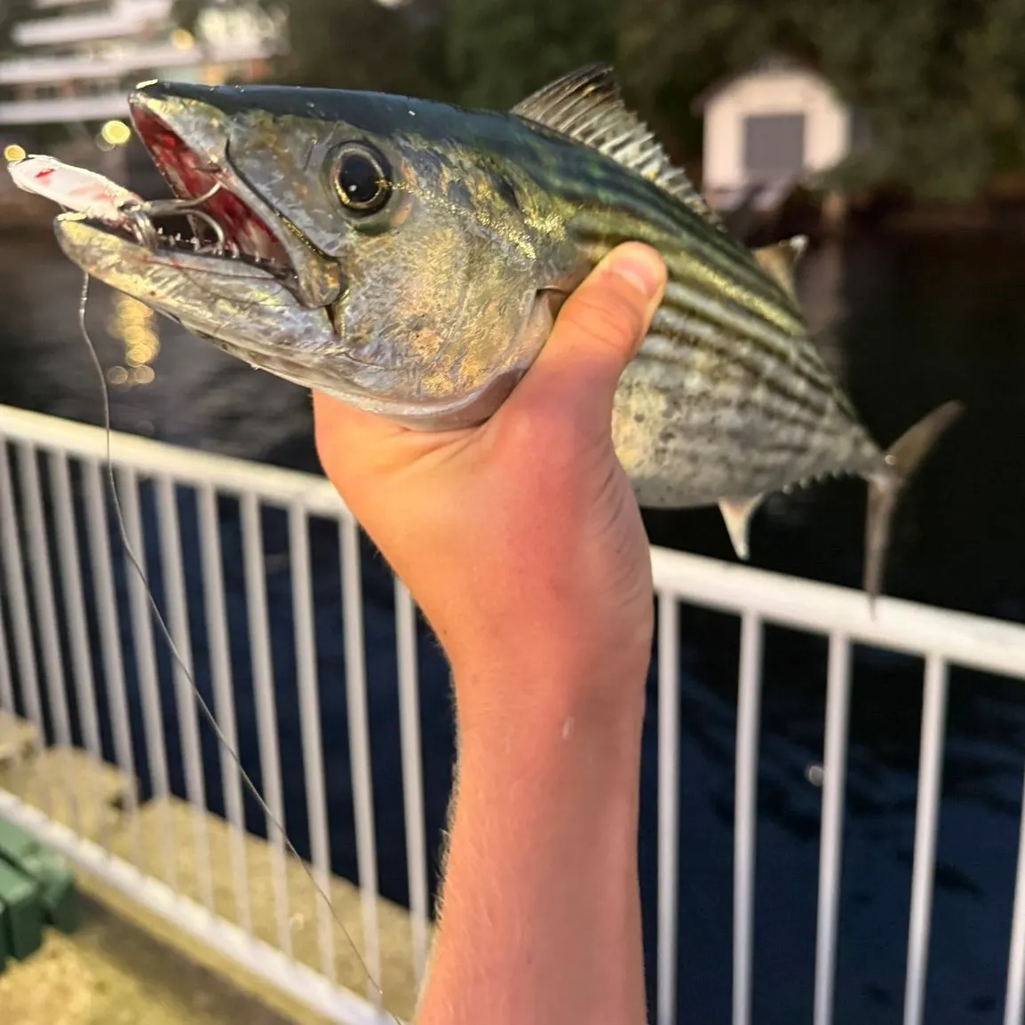 The most recent Australian bonito catches on Fishbrain