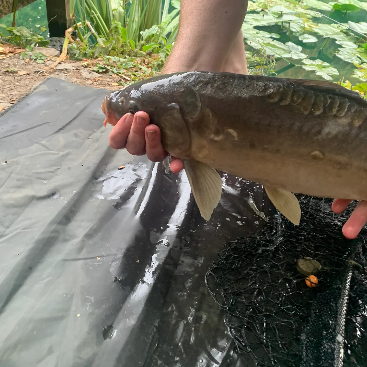 Mirror carp caught on Fishbrain