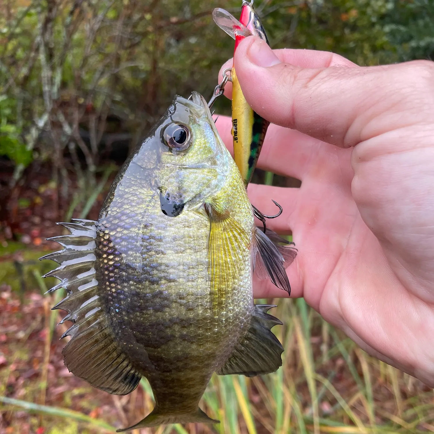 Bluegill caught on Fishbrain