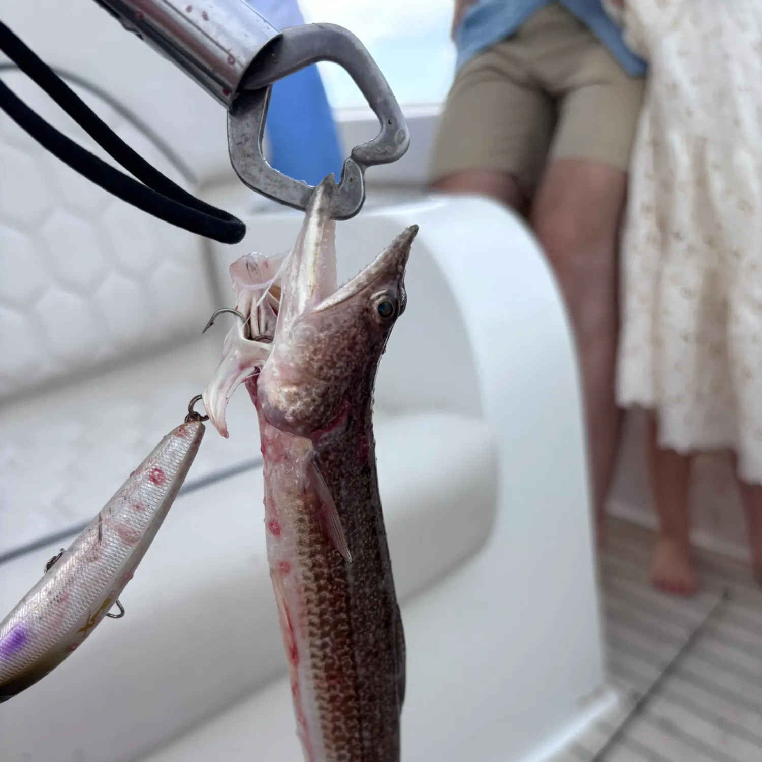 Inshore lizardfish caught on Fishbrain