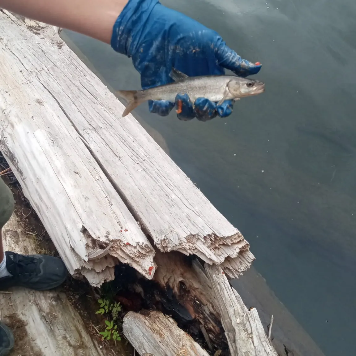 The most recent Peamouth catches on Fishbrain