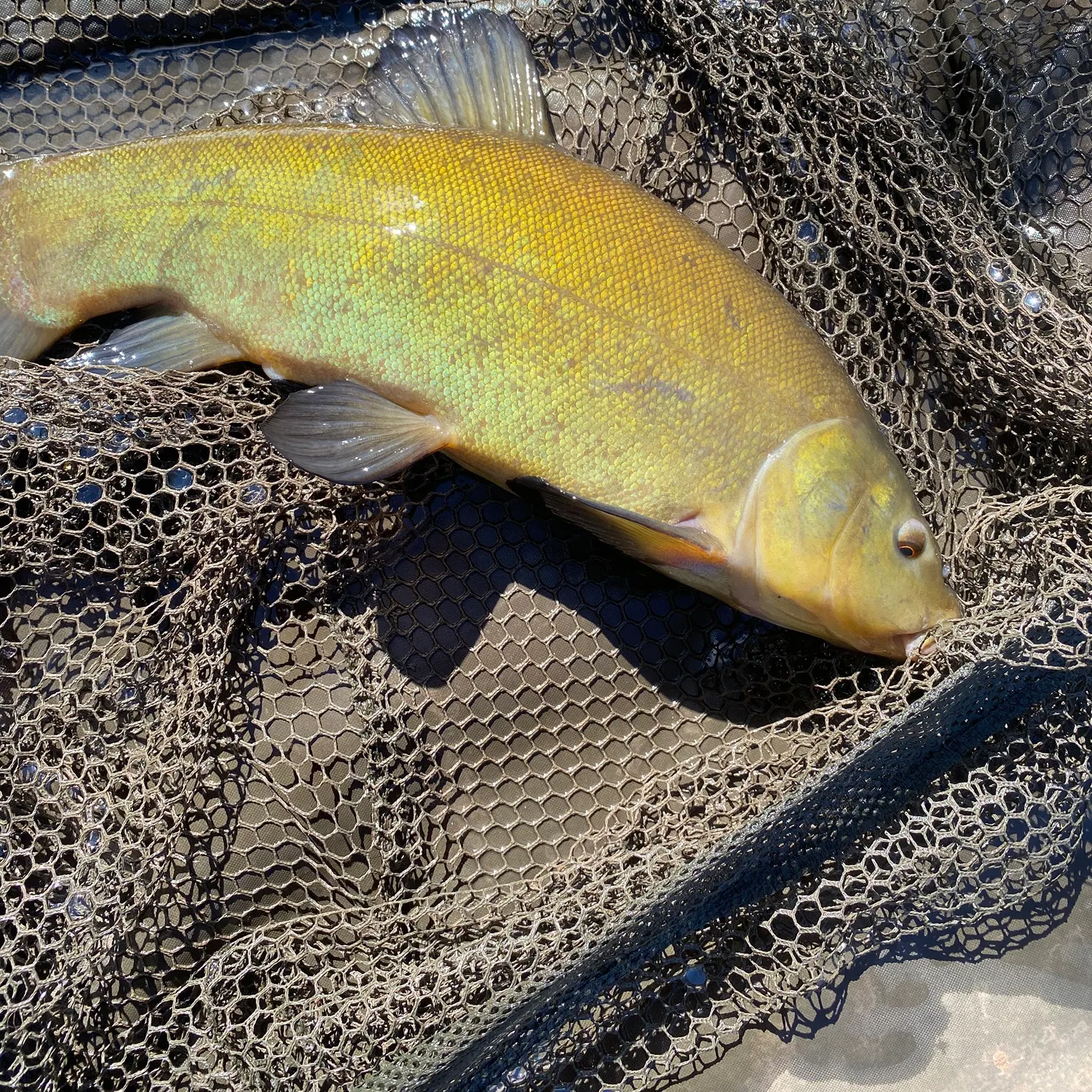 The most recent Tench catches on Fishbrain