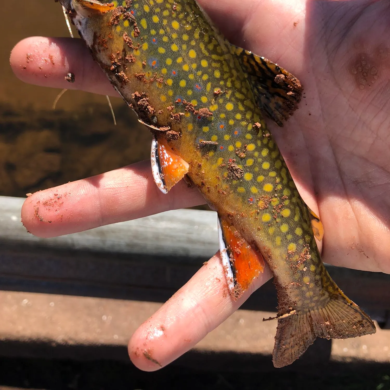 angler catch