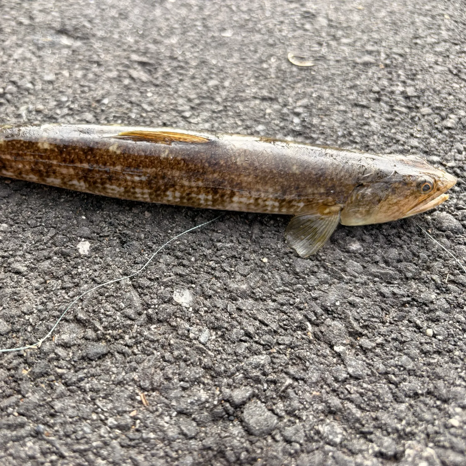 Inshore lizardfish caught on Fishbrain