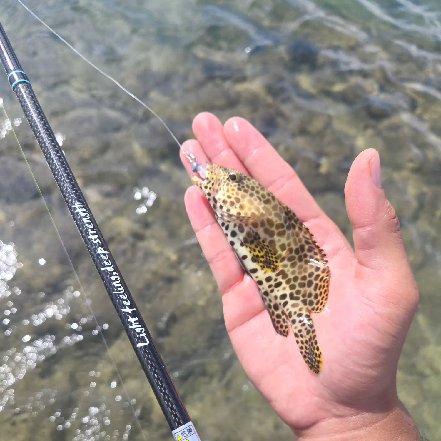 Honeycomb grouper caught on Fishbrain