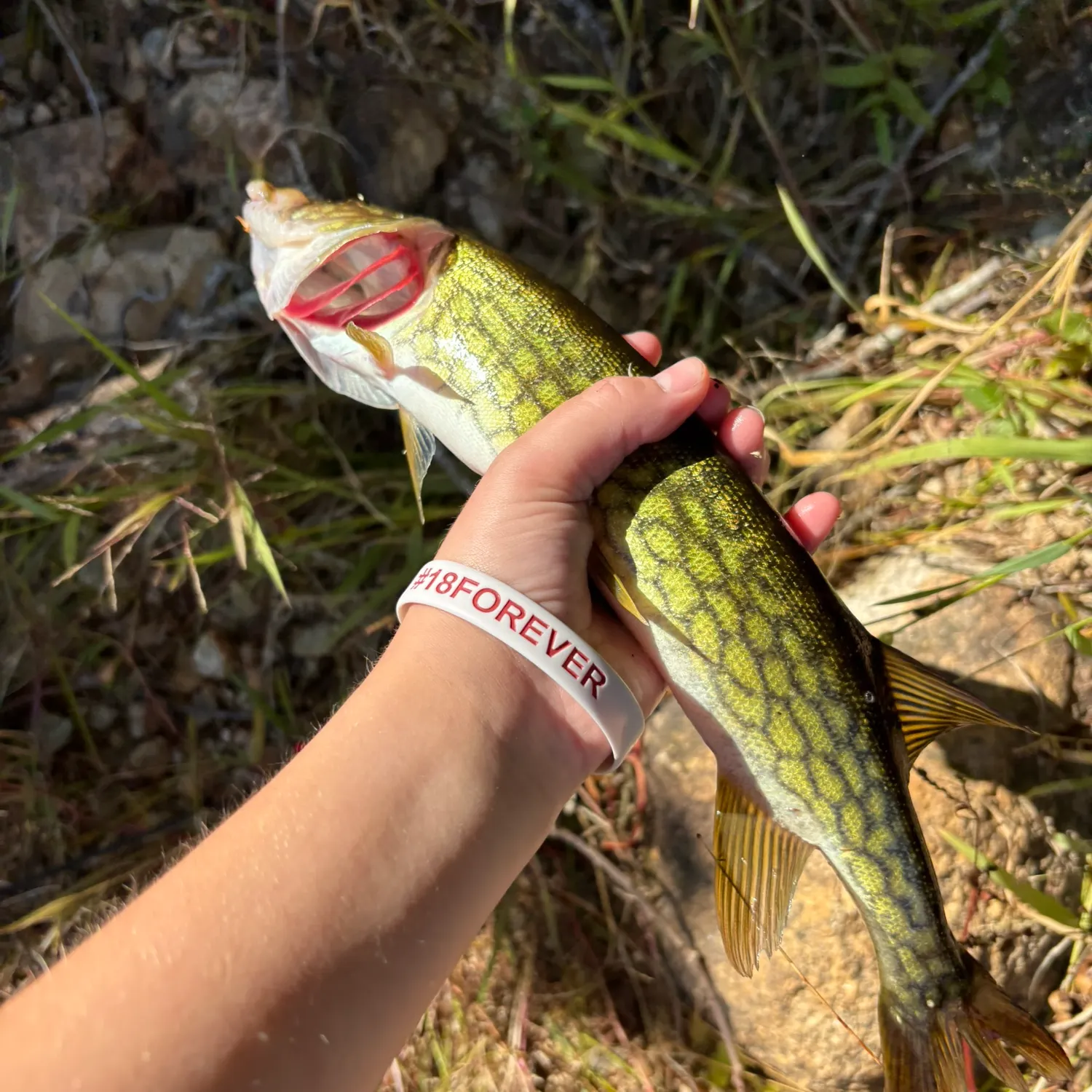 Chain pickerel caught on Fishbrain