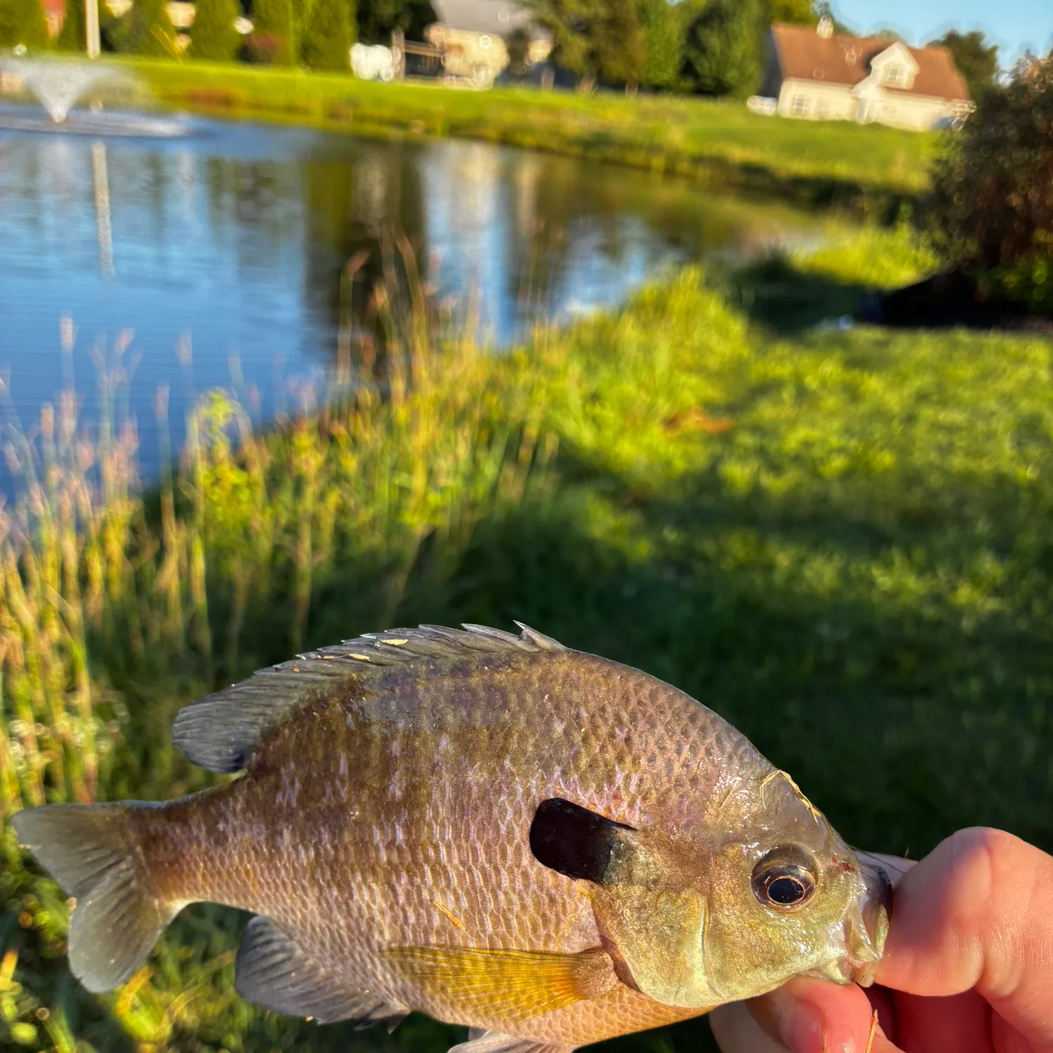 Bluegill caught on Fishbrain