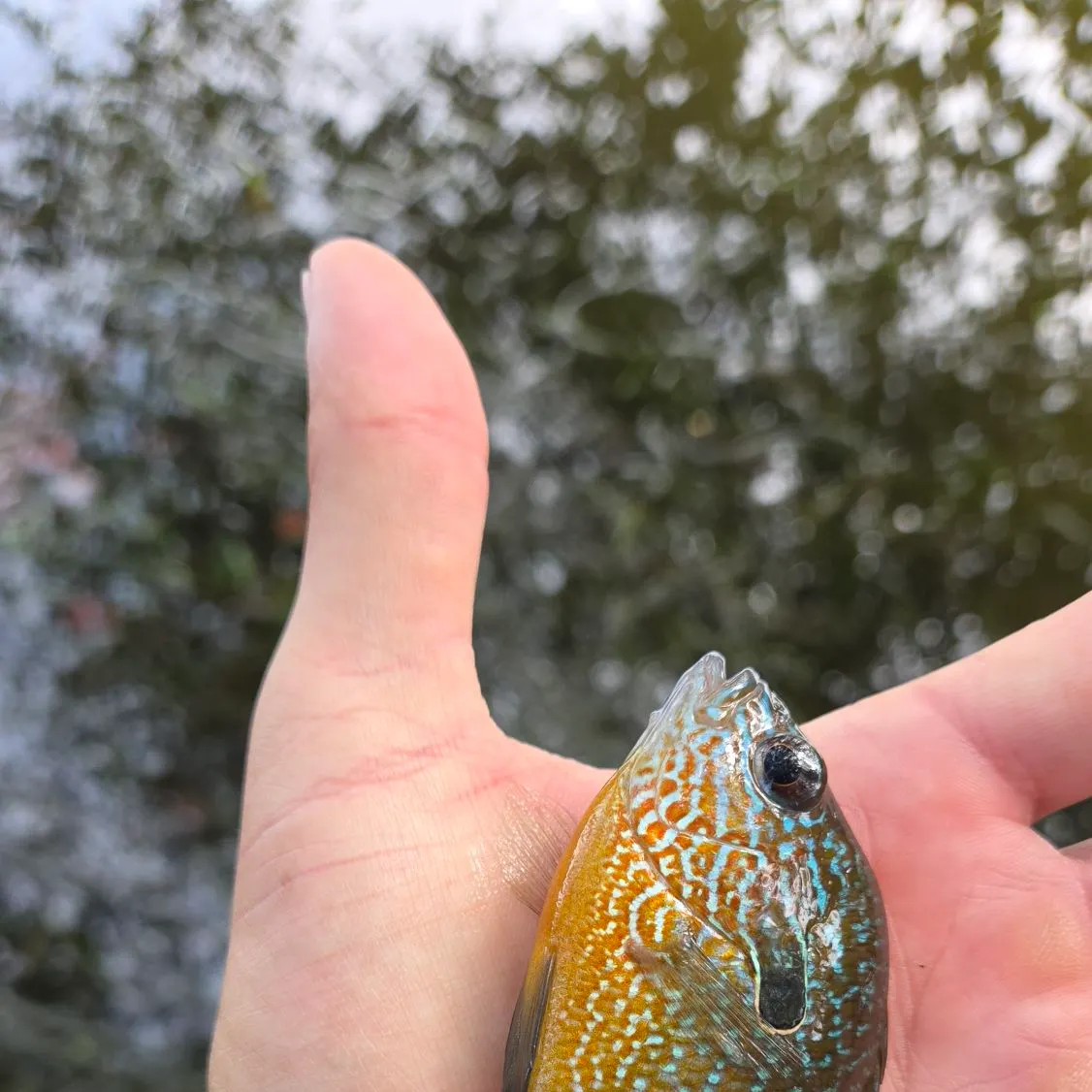 Longear sunfish caught on Fishbrain