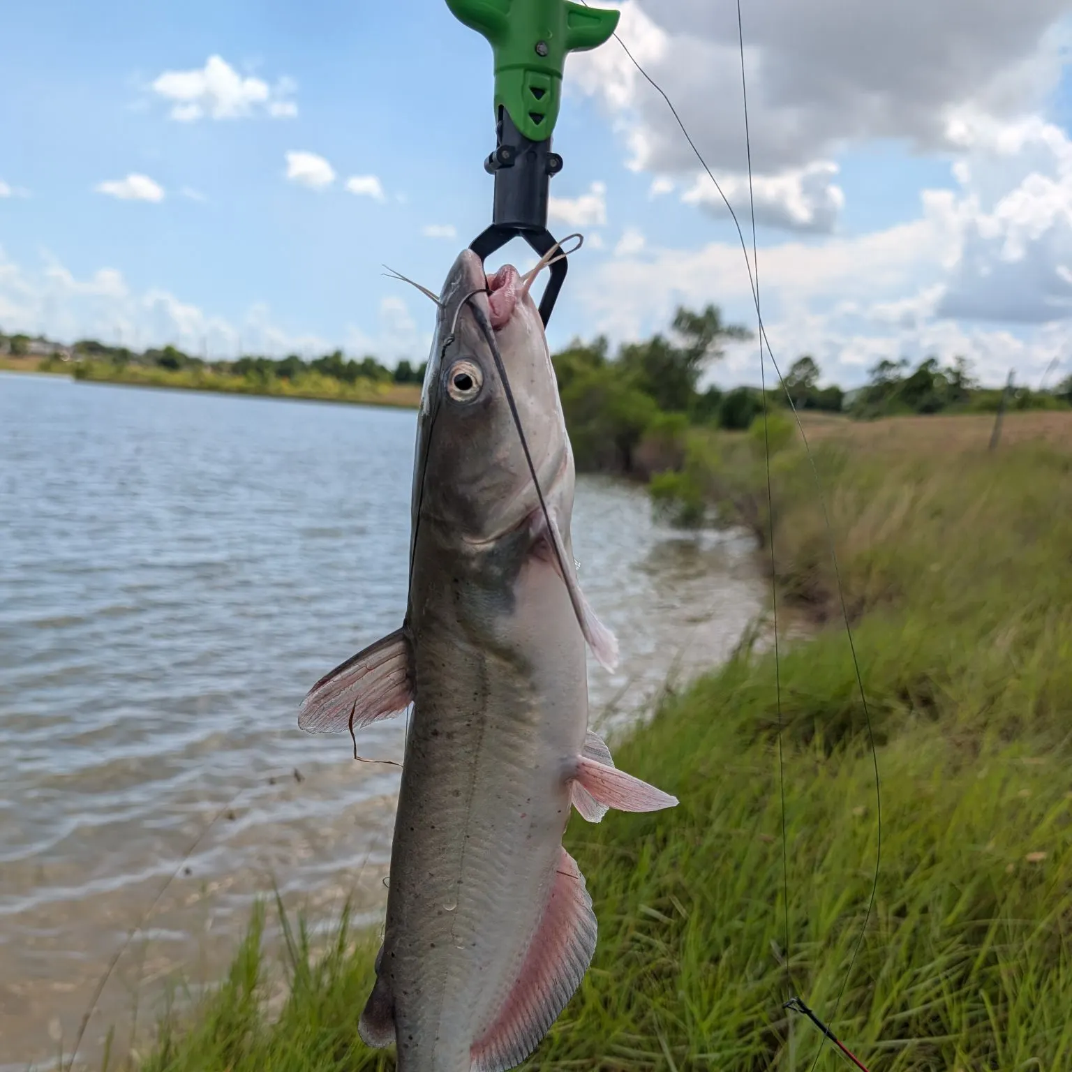 Channel catfish caught on Fishbrain