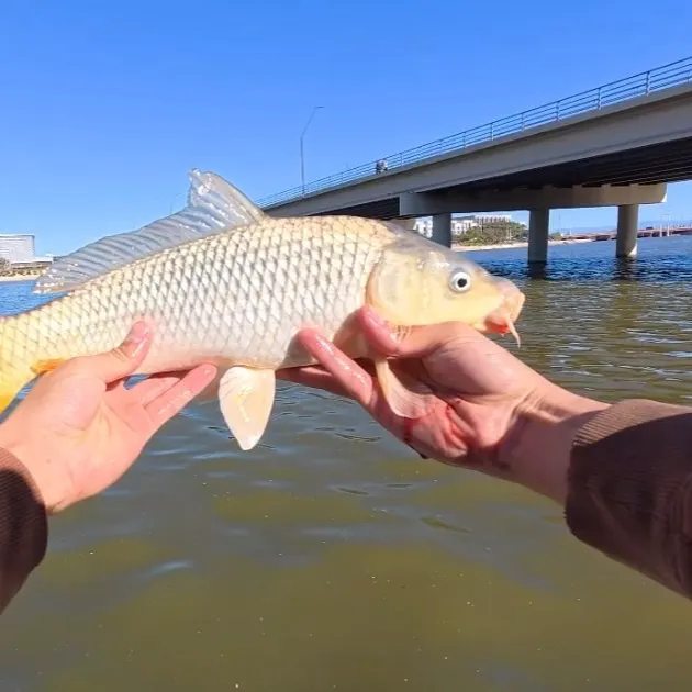 The most recent Ghost carp catches on Fishbrain