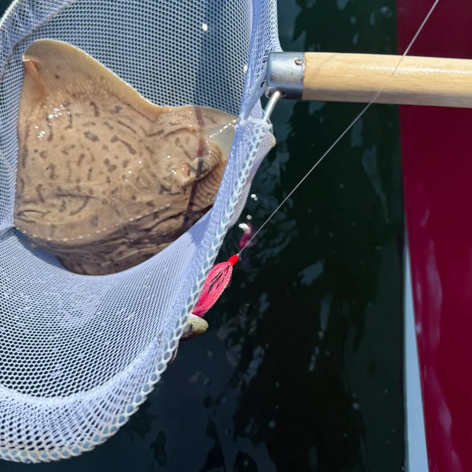 The most recent Common stingray catches on Fishbrain